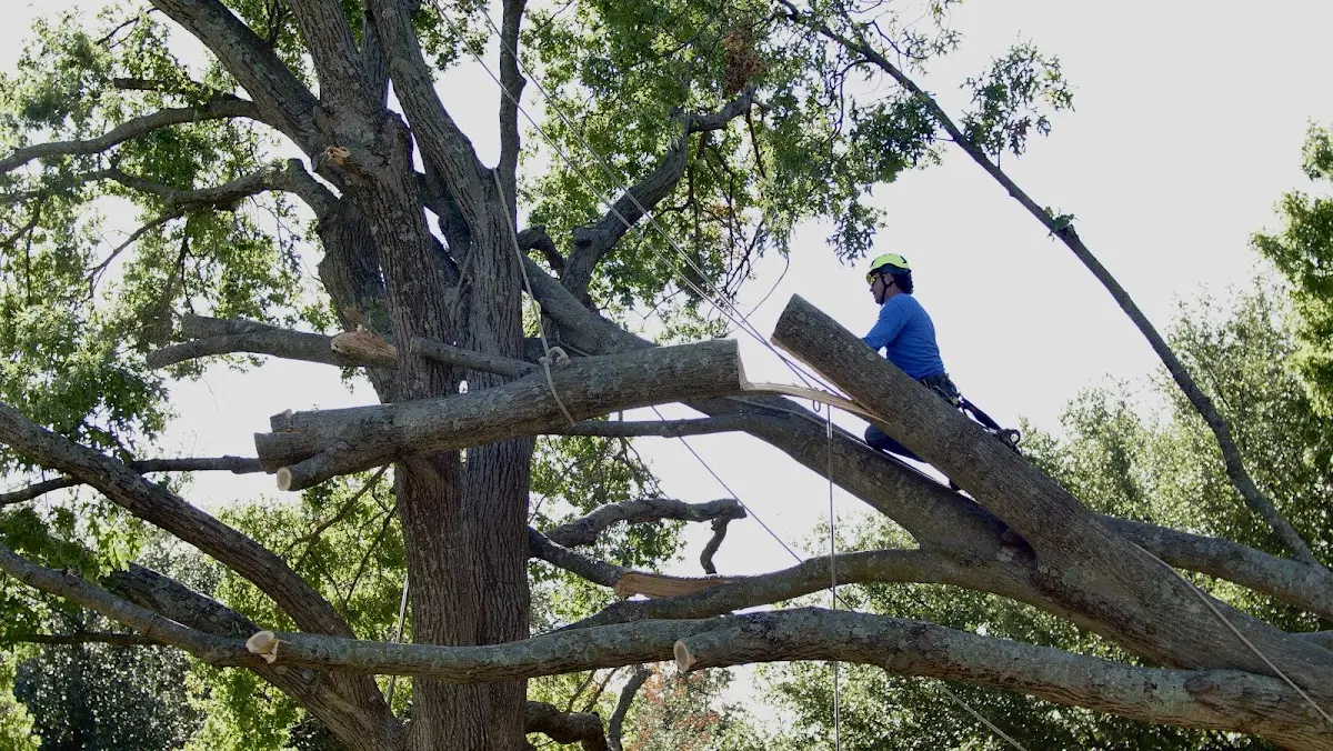 Professional Crown Thinning performed by certified arborists in Philipsburg